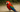 Why is my bird standing on one leg?
