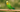 Are dowel perches safe for birds?