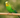 Are dowel perches safe for birds?