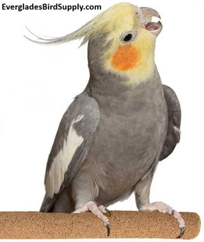Medium Sure-Grip Grooming Perch by Super Bird Creations