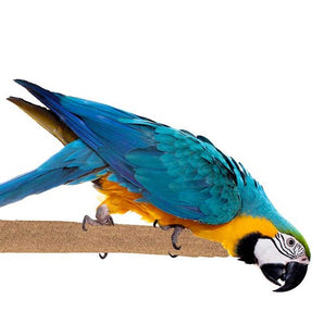 Sure-Grip Grooming Perch for XL Birds